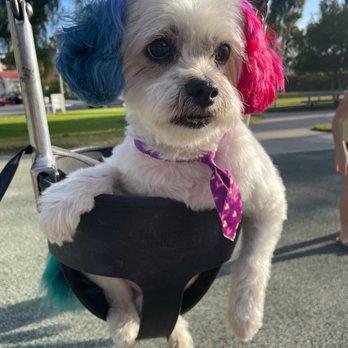 Sandy's Grooming - Pet Groomers Near Me - Orange, California Sandy's Grooming - Pet Groomers Near Me - Orange, California