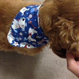 The cute 4th of July bandanna they gave Watson the first time we boarded. We hope this happens every time we go. LOVED it!