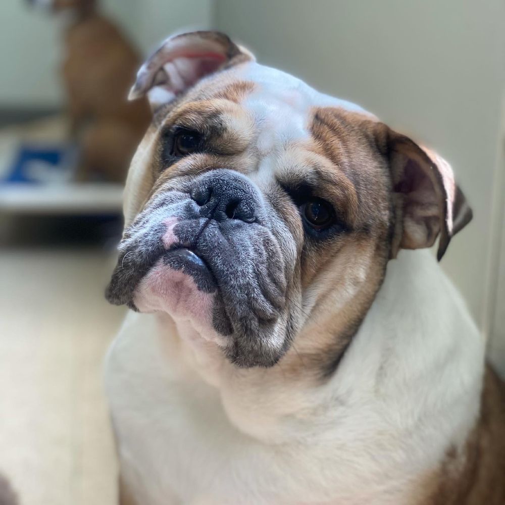 TOP 10 BEST Pets near Mahopac, NY - Updated 2026 - Yelp