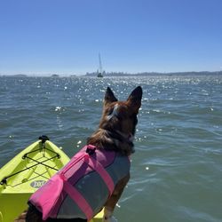 Dog friendly kayaking!