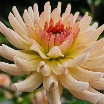 Dahliengarten Hamburg - Botanical Gardens Near Me - Hamburg, HH