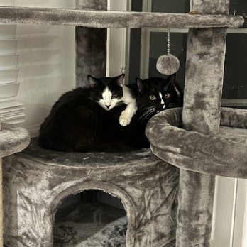 Stray No More - Animal Shelters Near Me Stray No More - Animal Shelters Near Me