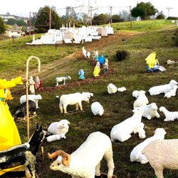 A shepherd, and some of the 60 sheep in the display.