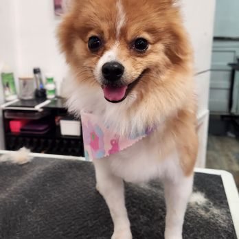 Pawtero - full style groom dog - Pet Groomers Near Me - New Haven, Connecticut