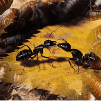 Central Oregon Pest Control - untitled - Pest Control Near Me - Bend, Oregon Central Oregon Pest Control - untitled - Pest Control Near Me - Bend, Oregon