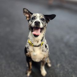 Pet Service Solutions & Pet Hotel