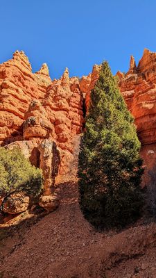 Dixie National Forest by null