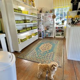 a dog on a leash in a store a dog on a leash in a store