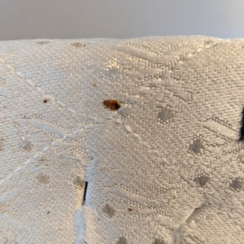 Assure Pest Control - Bed bug? We cover them! Call us today! - Pest Control Near Me