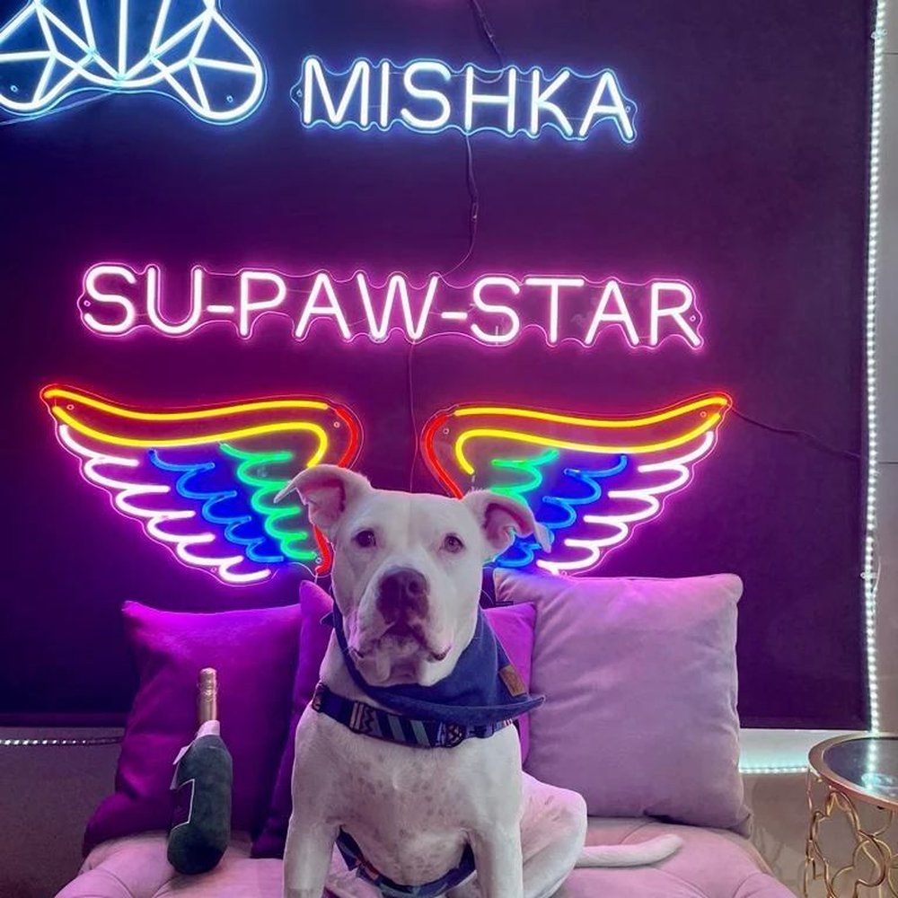 Mishka - Pet Stores Near Me - San Francisco, California Mishka - Pet Stores Near Me - San Francisco, California