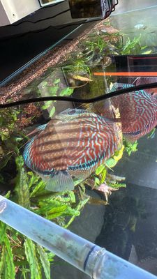 The Fin Shop by null