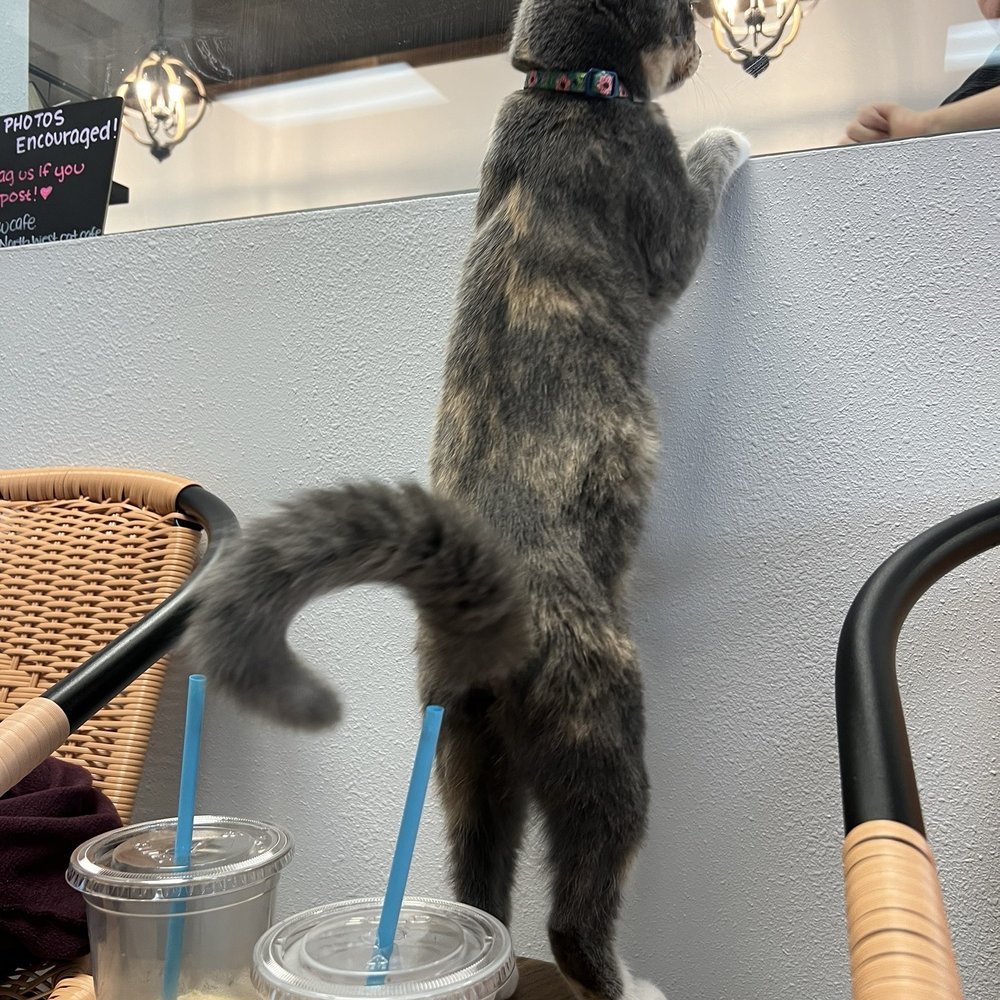 Pawsific Northwest Cat Cafe - Kitty - Coffee & Tea Near Me - Olympia, Washington