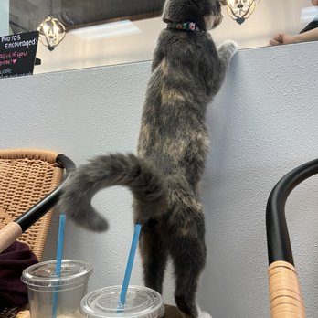 Pawsific Northwest Cat Cafe - Kitty - Coffee & Tea Near Me - Olympia, Washington