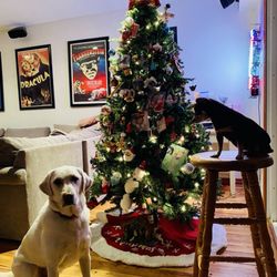 Boulevard Pet Clinic - My dogs love BPC