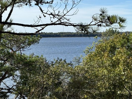 Carolina Beach State Park by null