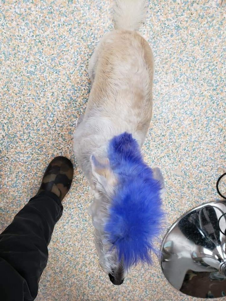 SITTING PRETTY PET SPA Updated October 2024 20 Photos 60 Main Street, Winnipeg Beach