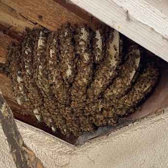 Ural Mountain Beehive - Pest Control Near Me - north highlands, California Ural Mountain Beehive - Pest Control Near Me - north highlands, California