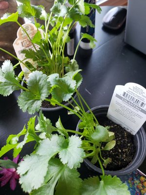 Gullo's Garden Center, 4767 Southwestern Blvd, Hamburg, NY ...