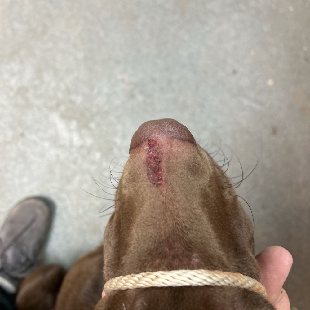 Bed & Biscuit Kennels - Bed & Biscuit allowed this pup to get hurt while have only been there 8 hours. - Pet Sitting Near Me - Westfield, Indiana Bed & Biscuit Kennels - Bed & Biscuit allowed this pup to get hurt while have only been there 8 hours. - Pet Sitting Near Me - Westfield, Indiana