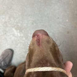 Bed & Biscuit Kennels - Bed & Biscuit allowed this pup to get hurt while have only been there 8 hours.