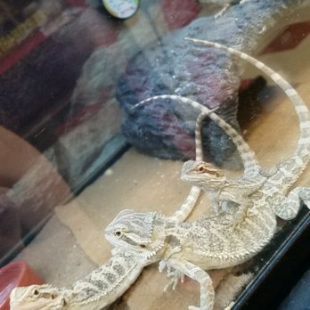 petco mcknight road grooming