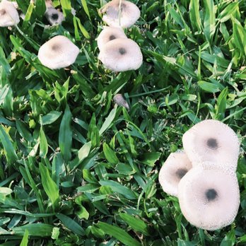Foster Botanical Garden - Mushrooms in the middle of the garden - fungi! - Botanical Gardens Near Me - Honolulu, Hawaii Foster Botanical Garden - Mushrooms in the middle of the garden - fungi! - Botanical Gardens Near Me - Honolulu, Hawaii
