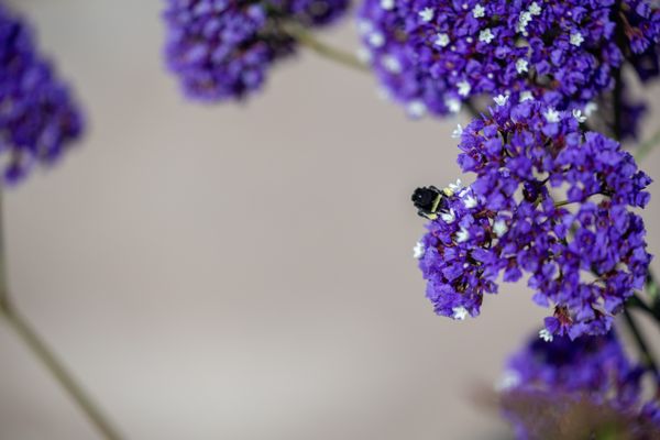 Santa Clara University by null