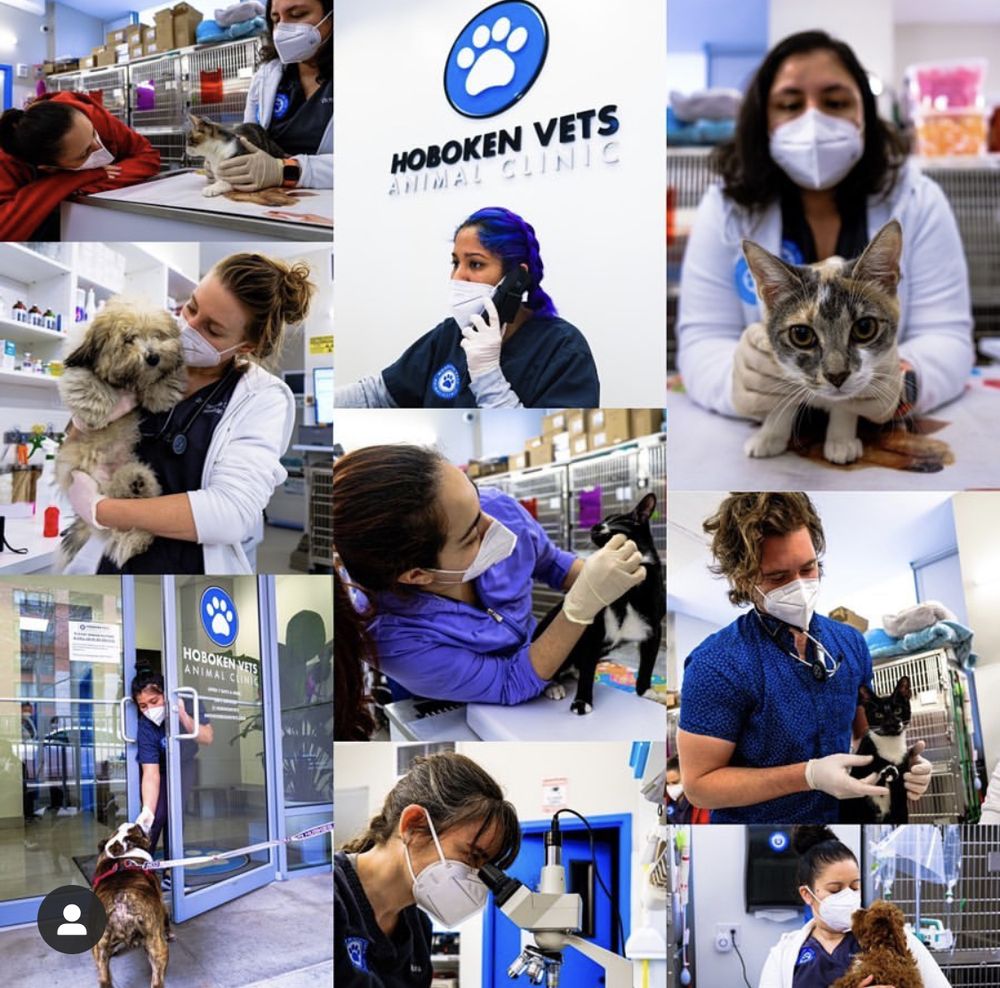 HOBOKEN VETS ANIMAL CLINIC Updated August 2024 31 Photos & 49