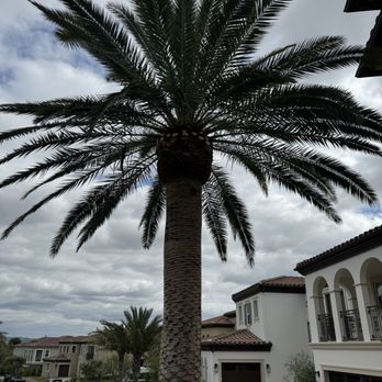 Valencia's Tree Service - Tree Services Near Me Valencia's Tree Service - Tree Services Near Me