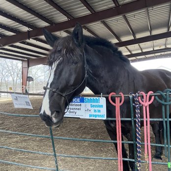 Healing With Horses Ranch - Animal Assisted Therapy Near Me - Manor, Texas Healing With Horses Ranch - Animal Assisted Therapy Near Me - Manor, Texas