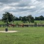 Photo of Denali Stud