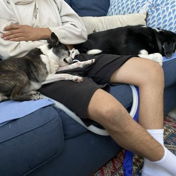 Keystone Vitality - Holistic Animal Care Near Me