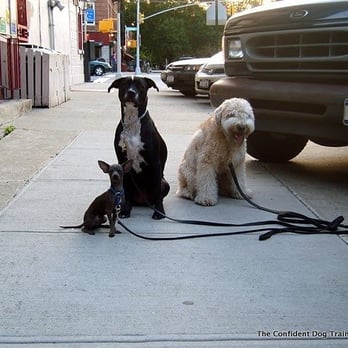The Confident Dog Training Services - Proving the "sit" while on a walk. - Pet Training Near Me The Confident Dog Training Services - Proving the "sit" while on a walk. - Pet Training Near Me