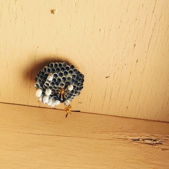 AZ Pest Solutions - Pest Control Near Me AZ Pest Solutions - Pest Control Near Me