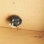 Photo of AZ Pest Solutions