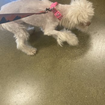 PetSmart - Pet Training Near Me - West Palm Beach, Florida PetSmart - Pet Training Near Me - West Palm Beach, Florida