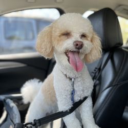Grooming by Jessie - Just groomed!
