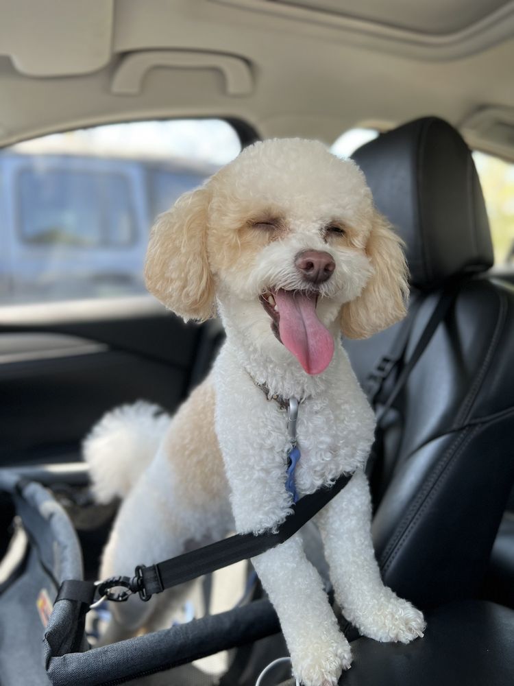 GROOMING BY JESSIE Updated October 2024 973 Englishtown Rd, Old