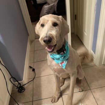 Dog Wash Spa Cedar Park - Stevie had a wonderful time at the groomer - Pet Groomers Near Me - Cedar Park, Texas Dog Wash Spa Cedar Park - Stevie had a wonderful time at the groomer - Pet Groomers Near Me - Cedar Park, Texas