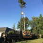 Photo of Swell Emergency Tree Removal Service