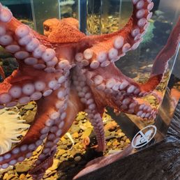 A 2 month old, 10 lb female octopus A 2 month old, 10 lb female octopus