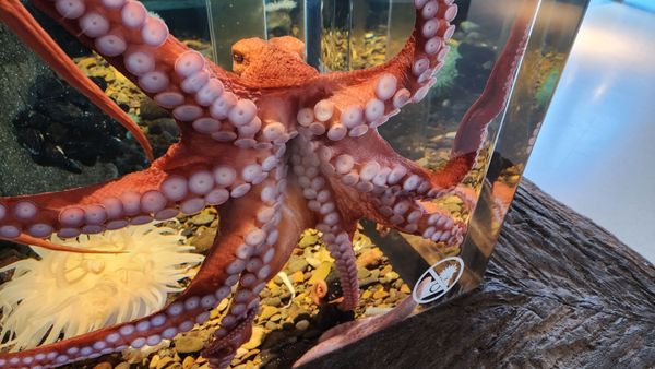 Hatfield Marine Science Center Oregon State University by null