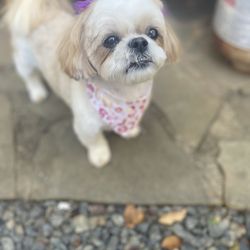 Blue Velvet Dog Grooming
