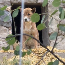 Colorado Wolf Center guided your Colorado Wolf Center guided your