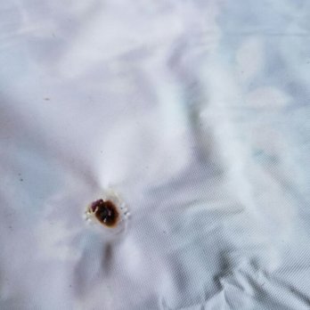 Doogies Pest Management Services - It's never a good idea to burn a bedbug on your matress plastic - Pest Control Near Me