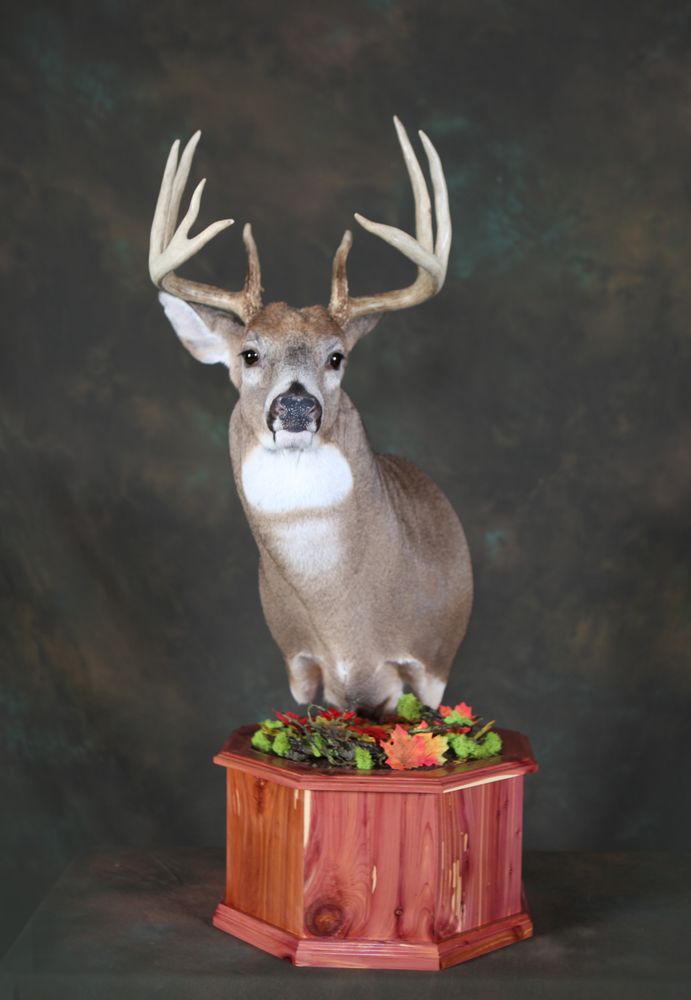 A Sportsman Dream Taxidermy - taxidermy in Galesburg, MI