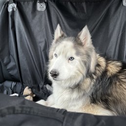 My doggy is a happy boy after his visit My doggy is a happy boy after his visit