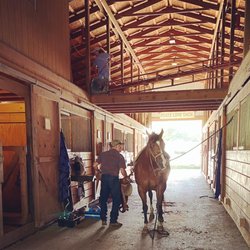 Off the Rail Farm - Ernie getting Ringo prepped for riding