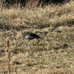 Walton Ranch Preserve - We spotted this turtle