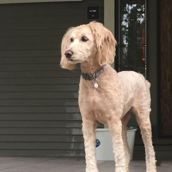 Out-U-Go! Pet Care - Dog Walkers Near Me